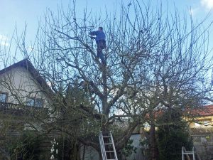 Baumschnitt fachgerecht