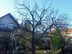 Obstbaumschnitt fachgerecht